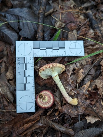 null (Pholiota polychroa)