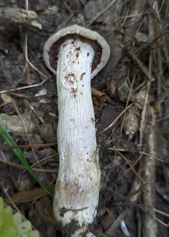 Purple-and-white Deceiver (Laccaria ochropurpurea)