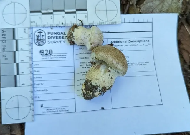 undefined (Cortinarius subpulchrifolius)