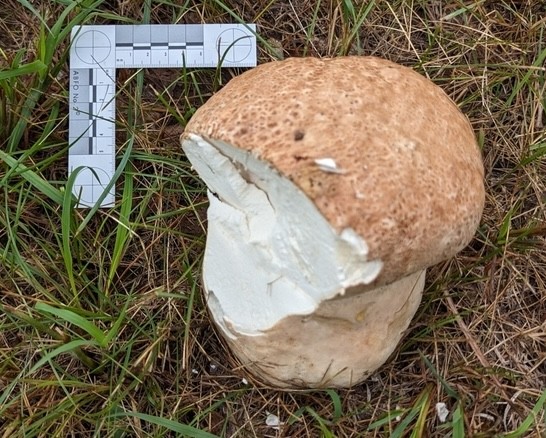 Purple-spored Puffball (Calvatia cyathiformis)