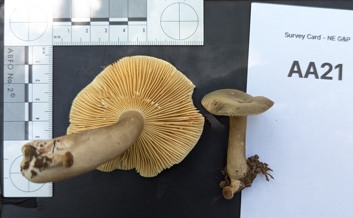 Common Milkcaps (Lactarius)