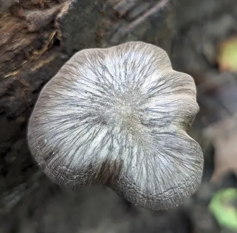 undefined (Pluteus septocystidiatus)