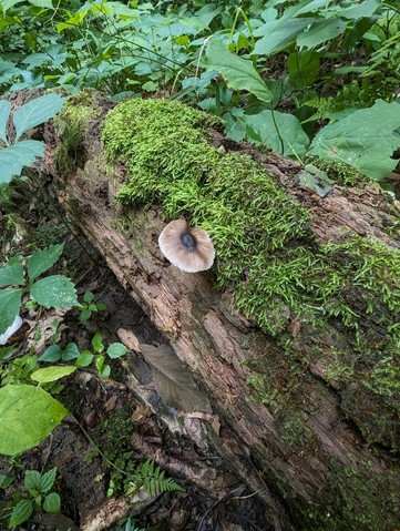 Saupe's Pluetus (Pluteus saupei)