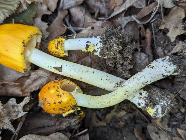 Yellow Patches (Amanita flavoconia-03)