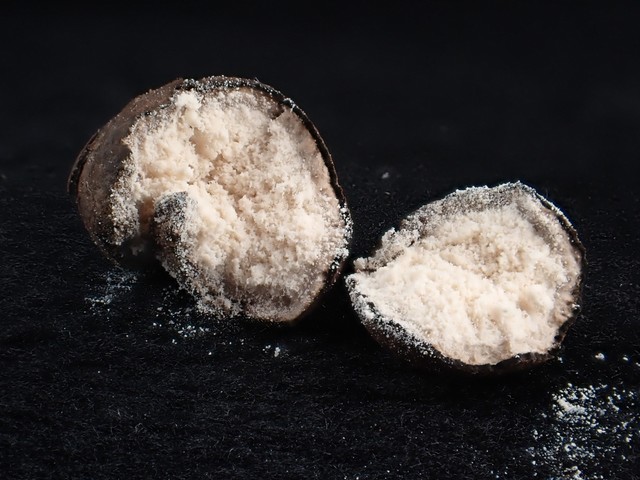 undefined (Elaphomyces sp.)