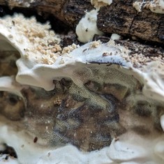 Smoky Polypore