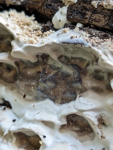 Smoky Polypore (Bjerkandera adusta)