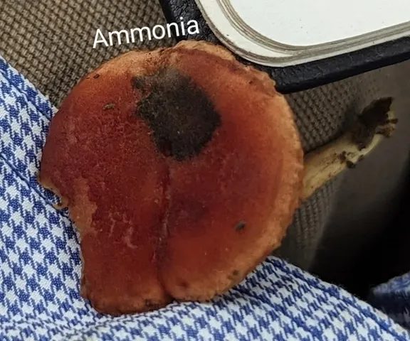 Gilled Bolete (Phylloporus sp-NE01)