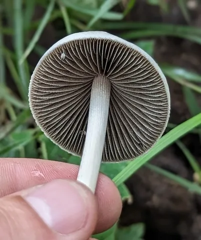 Antilles Mottlegill (Panaeolus antillarum)