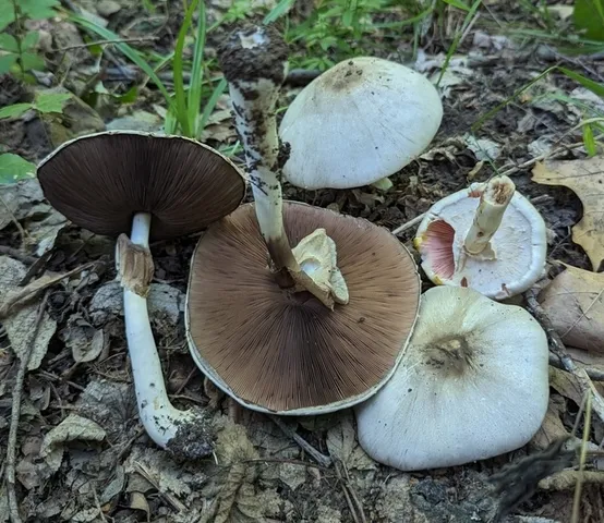 Agaricus placomyces