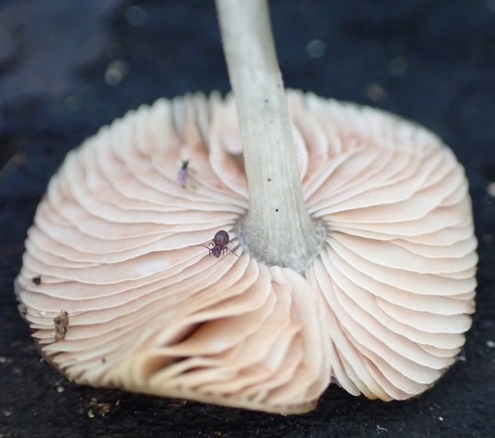 Veined Shield (Pluteus thomsonii-IN03)