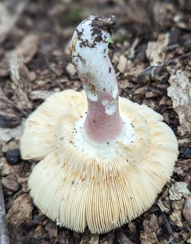 Purple-Bloom Russula (Russula sp-IN22)