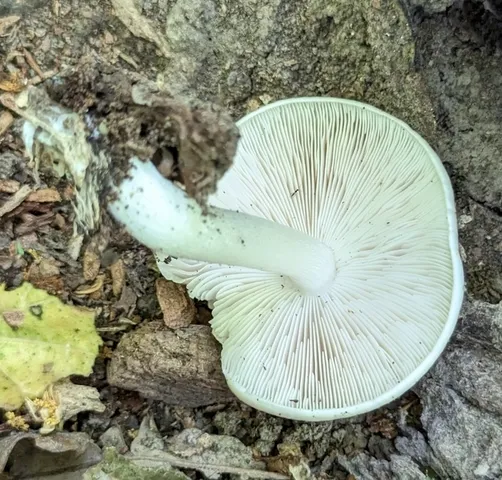 Scaly Shield (Pluteus petasatus)