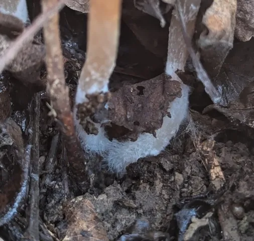 Unidentified Psathyrella (Psathyrella spp.)