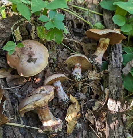 undefined (Calonarius caesiofulvus)