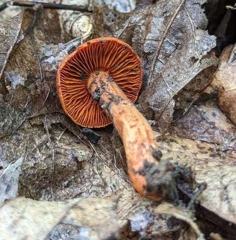 Cortinarius hesleri