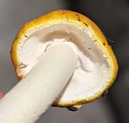 Yellow Patches (Amanita flavoconia)