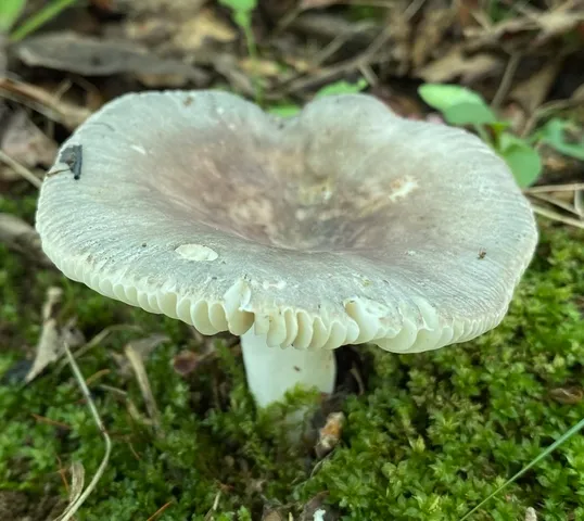 Russula sp-IN65