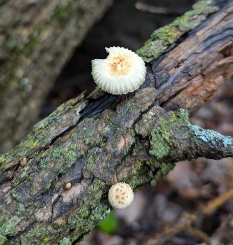 Sunray Sawtooth (Heliocybe sulcata)