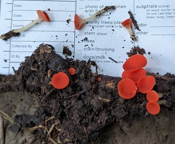 Stalked Elf Cup (Sarcoscypha occidentalis-IN03)