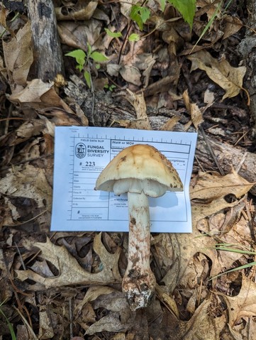 American Blusher (Amanita amerirubescens)