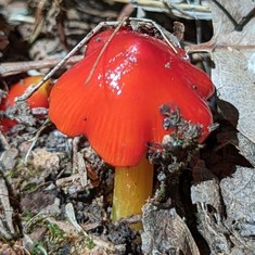 Sunset Waxycap