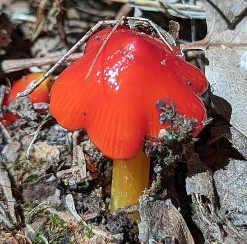 Sunset Waxycap (Hygrocybe acutoconica var. microspora)