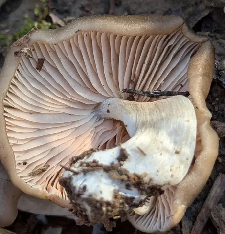 undefined (Entoloma sp. 'IN56')