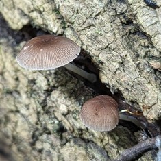 Pleated Pluteus