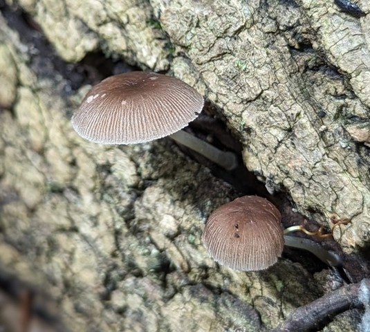 Pleated Pluteus (Pluteus longistriatus)