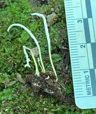 Slinder-Footed Cordyceps (Cordyceps tenuipes)