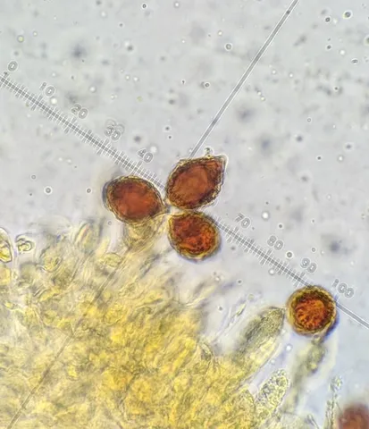 undefined (Hymenogaster spp.)