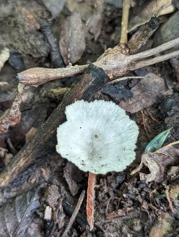 undefined (Cotylidia diaphana)