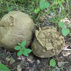 Giant Puffball