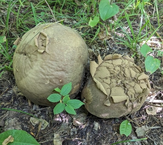 Giant Puffball (Calvatia gigantea)