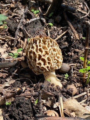 Common Morel (Morchella americana)