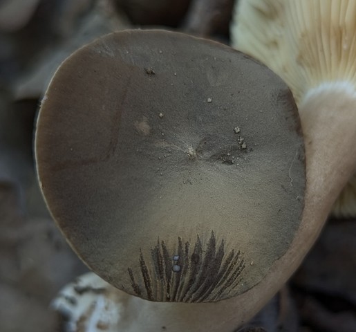 Common Milkcaps (Lactarius sp.)