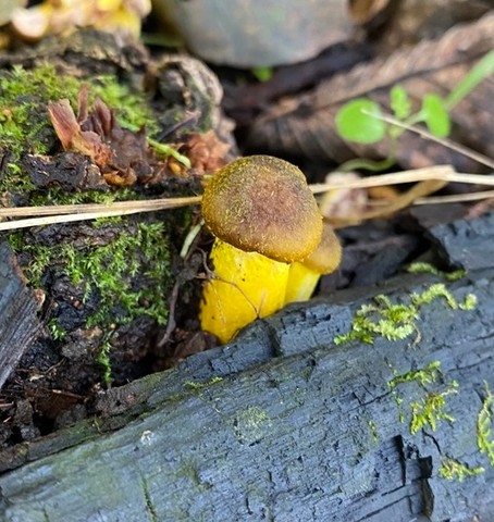 Yellow Honey Mushroom (Armillaria mellea)