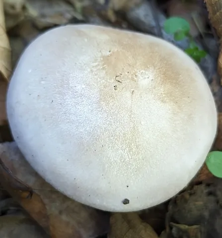 Blewit (Collybia nuda)