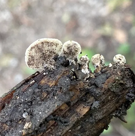 Little Nest Polypore (Trametes conchifer)