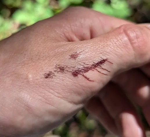 Bleeding Fairy Helmet (Mycena sp. 'haematopus-IN01')