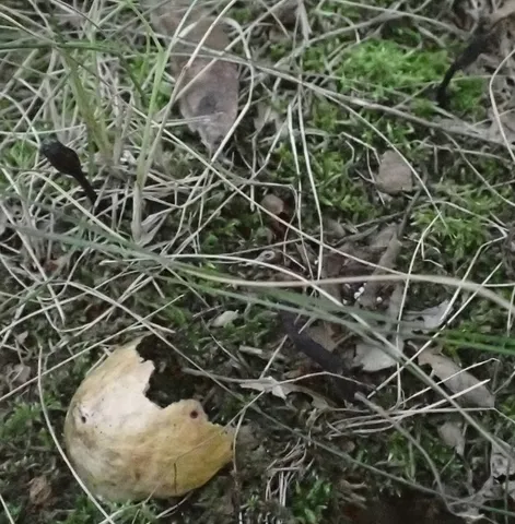 Snaketongue Truffleclub (Tolypocladium ophioglossoides)