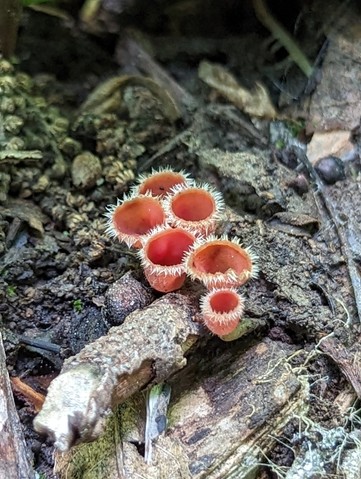 Pink Fringed Faery Cup (Microstoma floccosum)