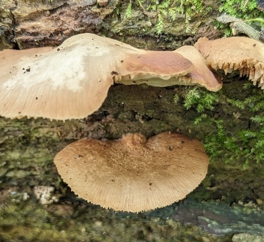 Saffron Oysterling (Crepidotus crocophyllus)