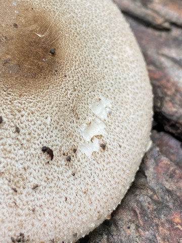 Slinder-Stemmed Agaricus (Agaricus leptocaulis)