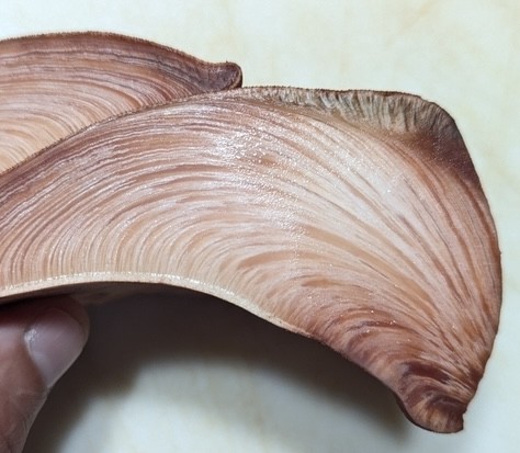 Beefsteak Fungus (Fistulina americana)