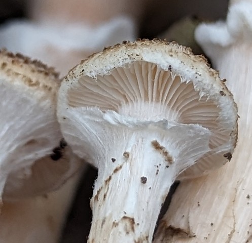 White Honey Mushroom (Armillaria gallica)