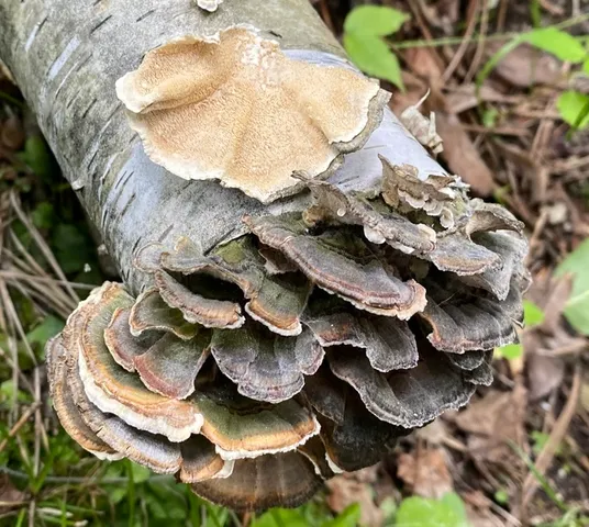 Turkey Tail (Trametes versicolor)