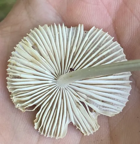 Mycena niveipes