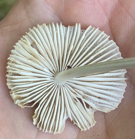 Mycena niveipes